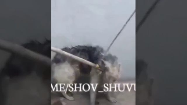 Видео из Узбекистана Андижанская область.