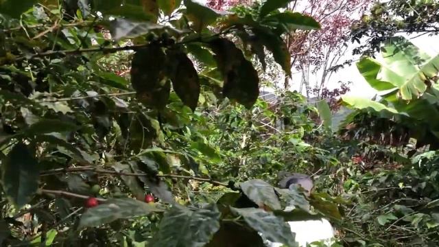 Phenomenal Landangui Beauty | Malacatos Real Estate | Land For Sale | Abundant Living Ecuador смотреть онлайн