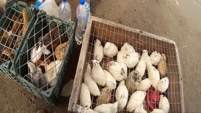 Цыплята Купить здоровых