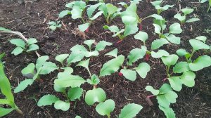 Что нового на огороде 04.05.2024