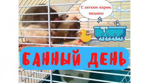 КРЫСЫ БАННЫЙ ДЕНЬ