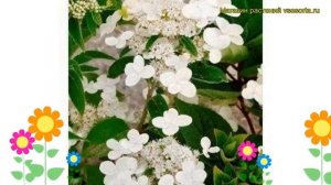 Гортензия метельчатая Прим Уайт. Краткий обзор, описание hydrangea paniculata Prim White
