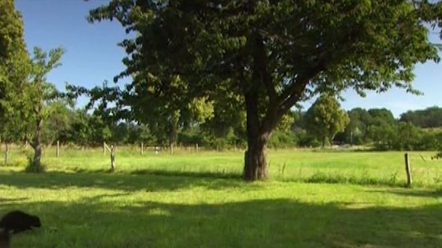 Лесные друзья смотреть онлайн