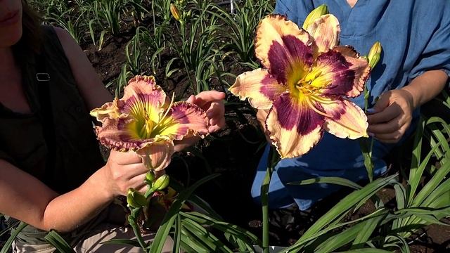 Лилейники в саду! Сеянцы Ворошиловой А.Б. Часть 7 / Сад Ворошиловой смотреть онлайн