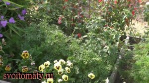 Эшшольция – яркий и неприхотливый однолетник. Выращивание и уход