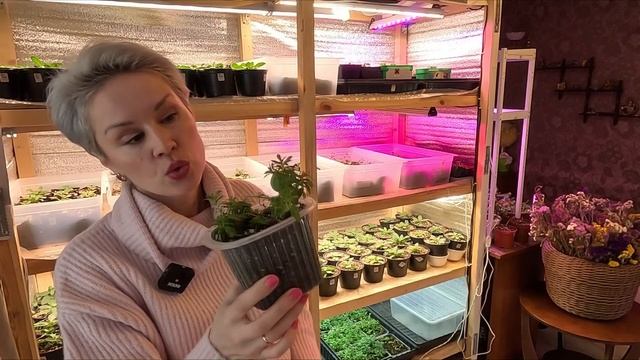 КАЛИБРАХОА КАК СОХРАНИТЬ КАЛИБРАХОА ЗИМОЙ В ДОМЕ