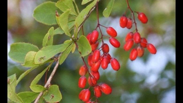 барбарис обыкновенный идеальное растение для дачи