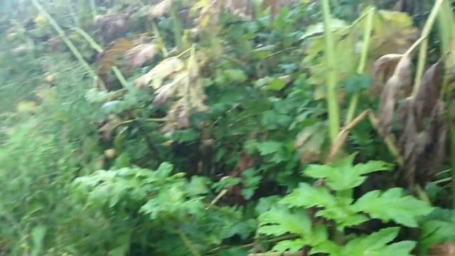 гусеничный трактор в болоте смотреть онлайн