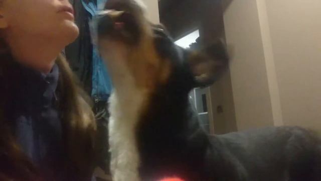Шок контент! Собака кусает хозяйку за лицо) смотреть онлайн