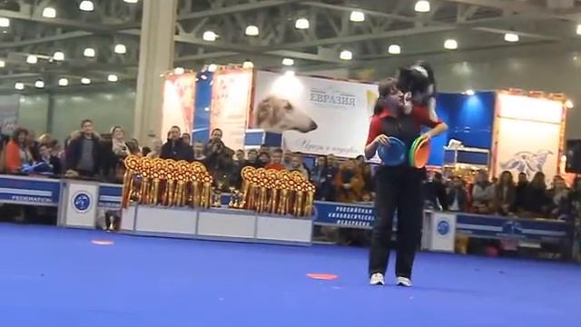 Показательные по дог-фризби - "Евразия-2015" смотреть онлайн