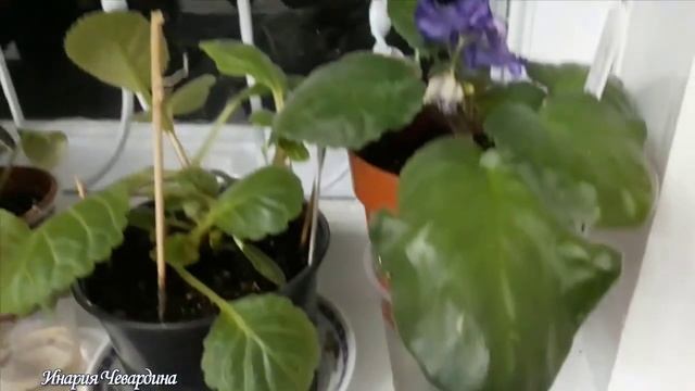 Как правильно ухаживать за фиалками зимой. Переезд фиалок на зиму смотреть онлайн