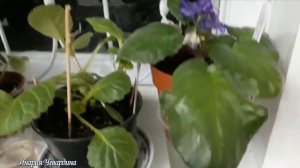 Как правильно  ухаживать за фиалками зимой. Переезд фиалок на зиму