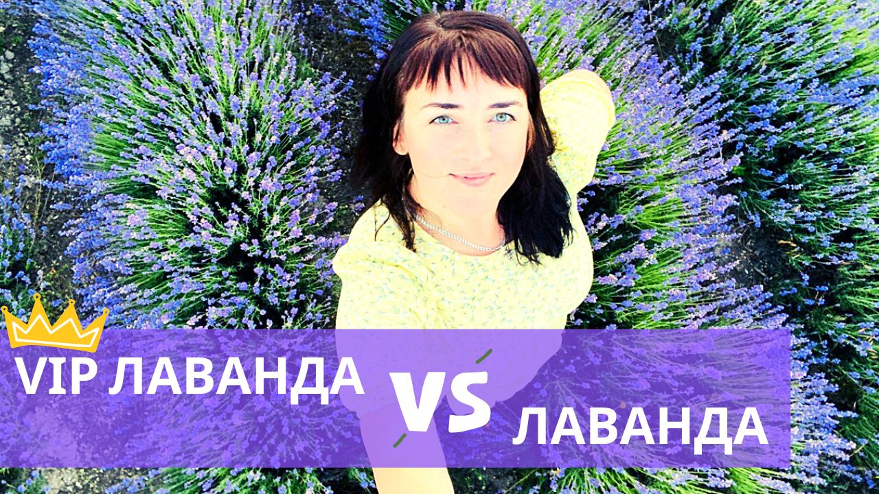 Крымский Прованс 2022. Лавандовые поля от красоты которых замирает сердце. смотреть онлайн