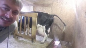 Как корова Брусня телится говорим про КРС