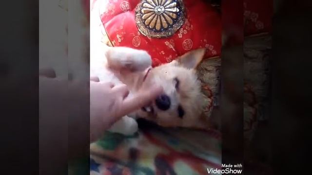 Котофильм: "СИД" - МАЛЕНЬКИЙ ПЁС ? Герой in YouTube