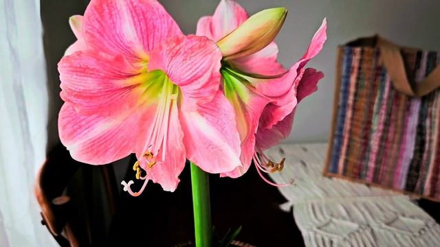 Sweet Star Amaryllis, Rosalie Amaryllis, and More смотреть онлайн