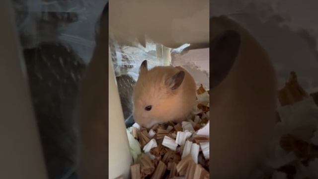 就寝前のハムスターの毛づくろいと食事【観察日常行動】キンクマハムスター