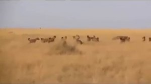 Львы против гиен - вечная борьба