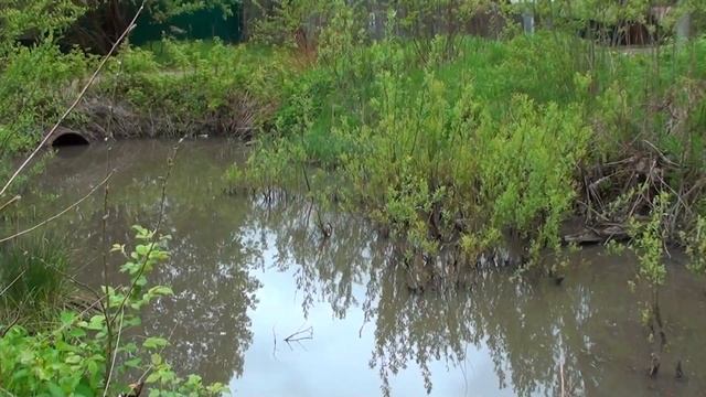 Мешок корма для уточки и её утят смотреть онлайн