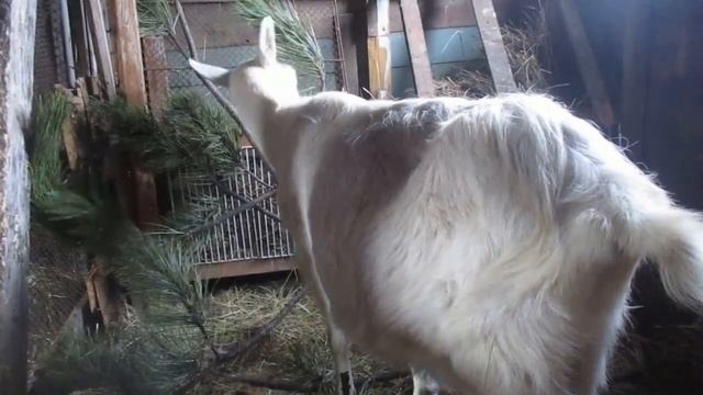 Котная ли коза?Пропало молоко!