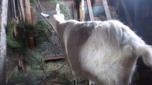 Котная ли коза?Пропало молоко!