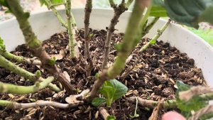 РЕМОНТАНТНАЯ гортензия Меджикал корал блю 22.12.23