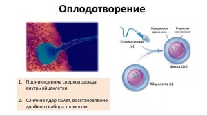 12.1 Размножение и развитие - животные (9 или 10-11 класс) - биология, подготовка к ЕГЭ и ОГЭ 2018