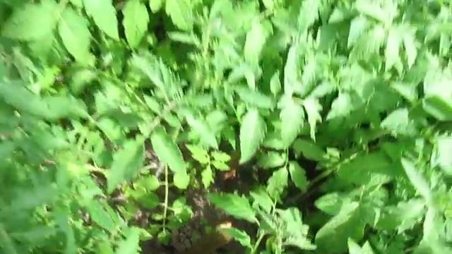 Как развивается рассада помидор "Сказка" смотреть онлайн