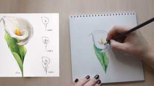 Учимся рисовать вместе. Рисуем пошагово Каллы. Быстрый скетч. Акварельные карандаши