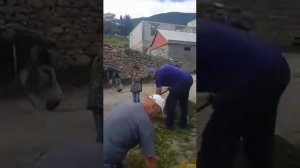 Песня без фонограммы "Ахвахский район"