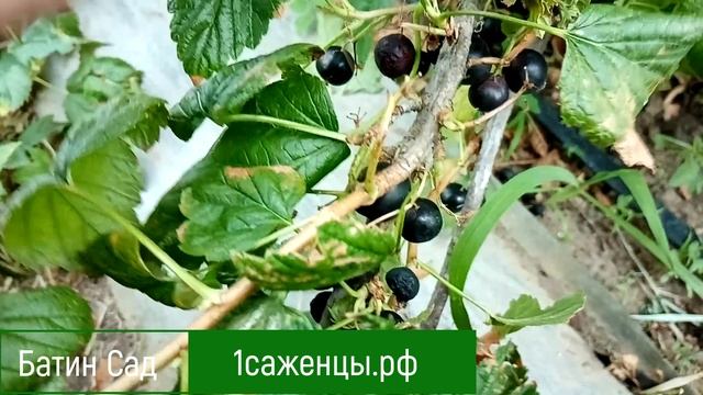 Черная смородина Черный десерт