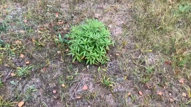 Беларусь. Рыбные места! Грибные поляны! Рыбацкий мост, рыбу ловят ВЕДРАМИ! смотреть онлайн