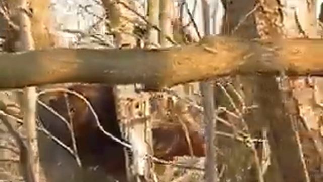 Американская норка смотреть онлайн