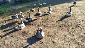 Обрезать или не обрезать крылья #уткам?