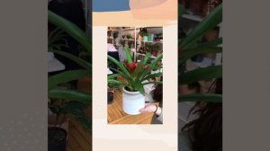 How To Care For A Bromeliad Plant | Stunning Color + They Bloom!