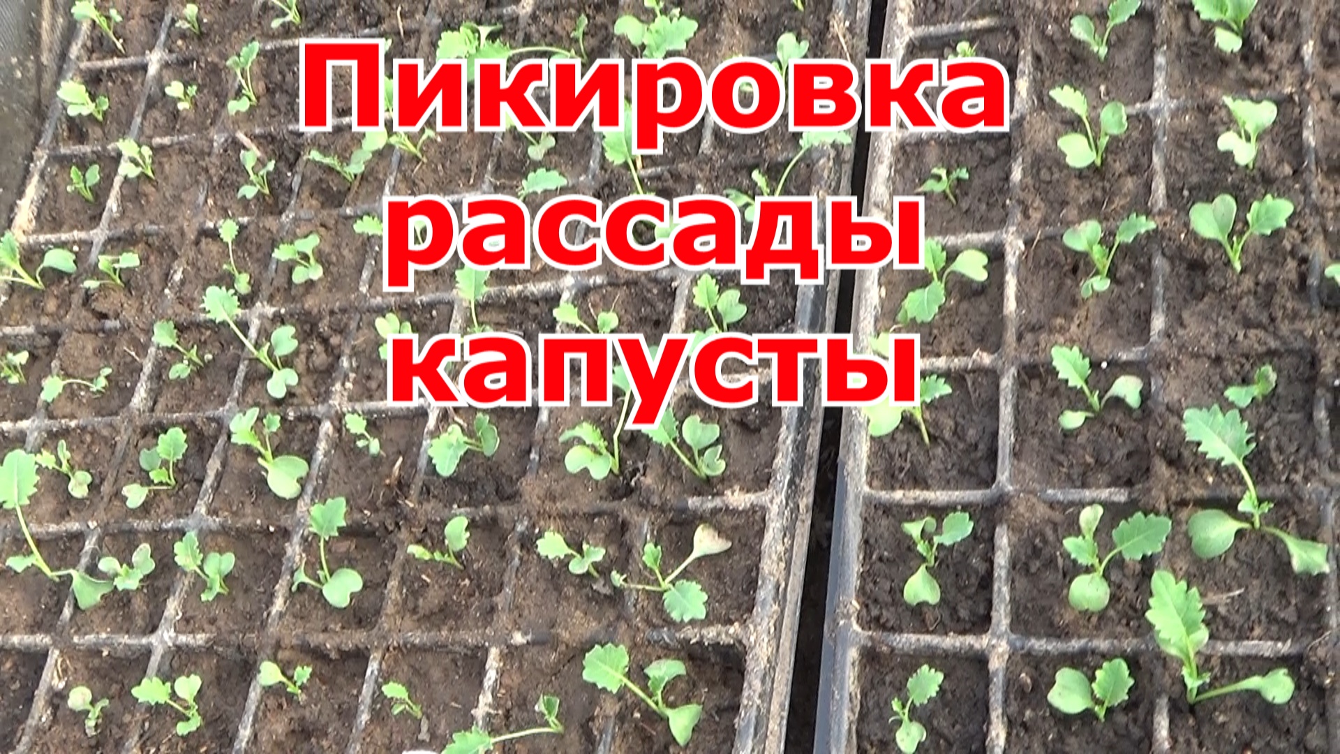 Нужно ли пикировать цветную капусту. Рассада. Пикировка цветной капусты. Рассада капусты в открытый грунт. Пикировка рассады арбуза.