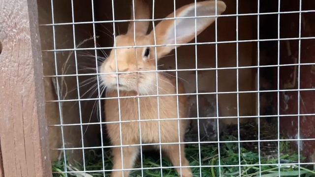 Озерский район /Доношово французский замок La Ferme de Reve,сафари-парк смотреть онлайн