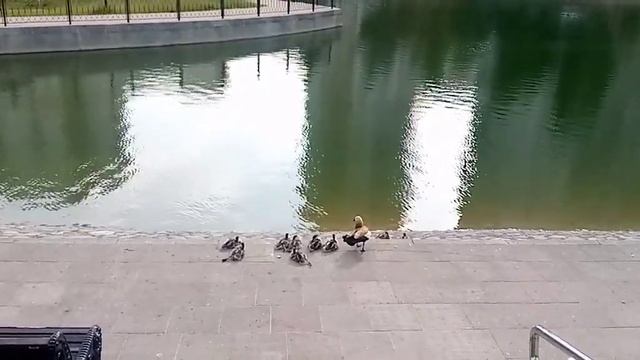 9 утят на Михайловском пруду. смотреть онлайн