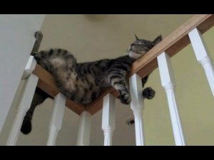 ? Вот для чего кошке 9 жизней! ? Приколы с котами и собаками 2022 #49