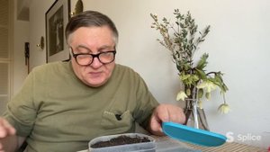 Сеем самую ароматную земляничку