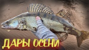 дары осени