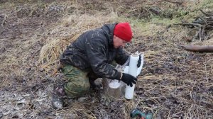 Год назад засыпал МОЧЕВИНОЙ пни деревьев. Показываю результат. ЖКВ проверка методов