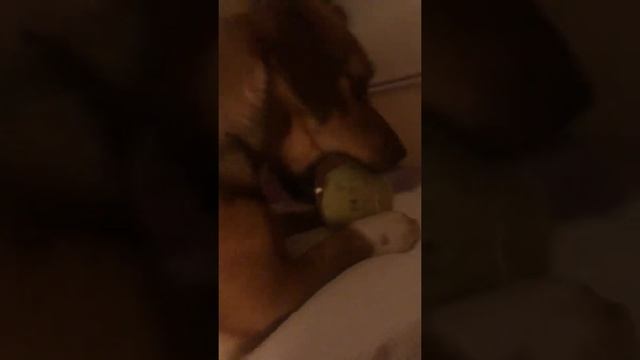 Собака Люсси , игралки на сон грядущий. смотреть онлайн