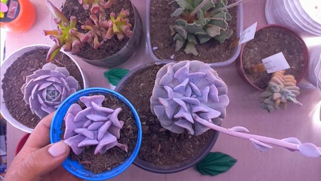 CUBIC FROST / Como cuidar una Cubic Frost смотреть онлайн