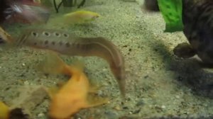 Экзотические аквариумные рыбки. Макрогнатус Глазчатый