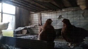 Рыжий Петух + Белые Куры итог смешивания разный пород Кур