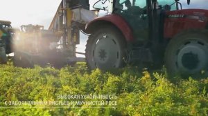 Морковь Maestro F1: премиальное качество корнеплодов. Выбор супермаркетов.
