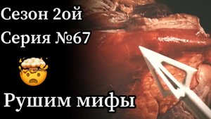 Когда стрела прошла зверя насквозь или застряла в туше - что лучше? Ставим эксперимент.
