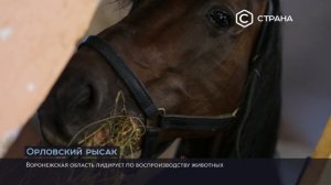 Орловские рысаки Алтайский край