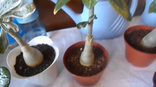 Адениум. ХарАктерные проблемы смотреть онлайн